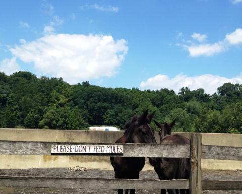 Mules in Hugh Moore Park